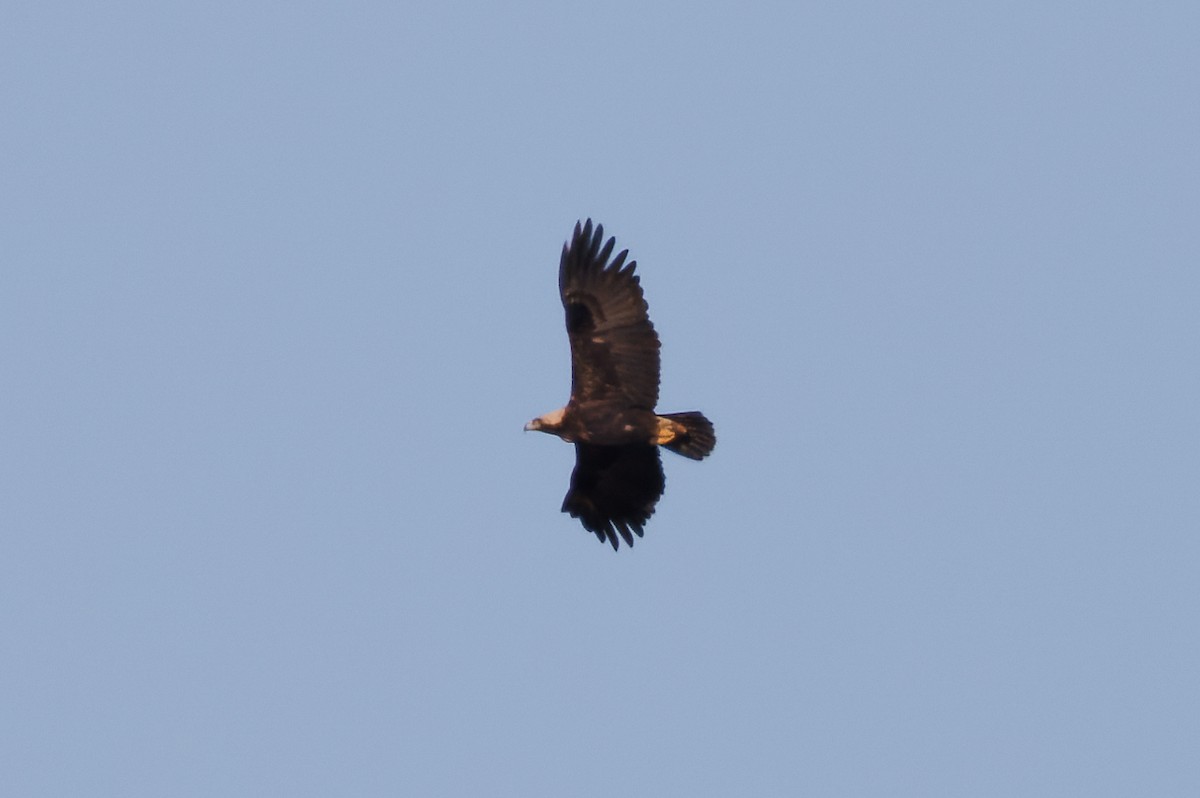 Águila Imperial Oriental - ML615592311