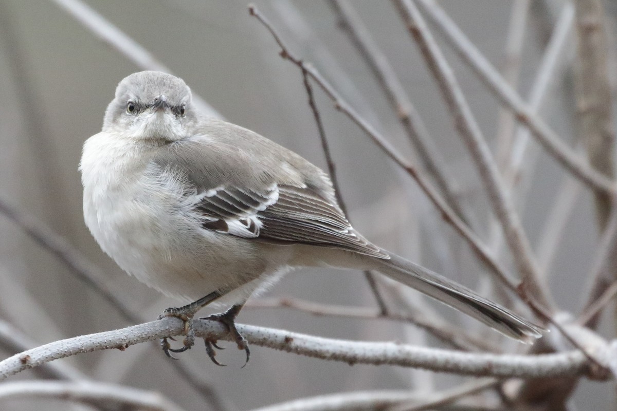 Northern Mockingbird - ML615592317