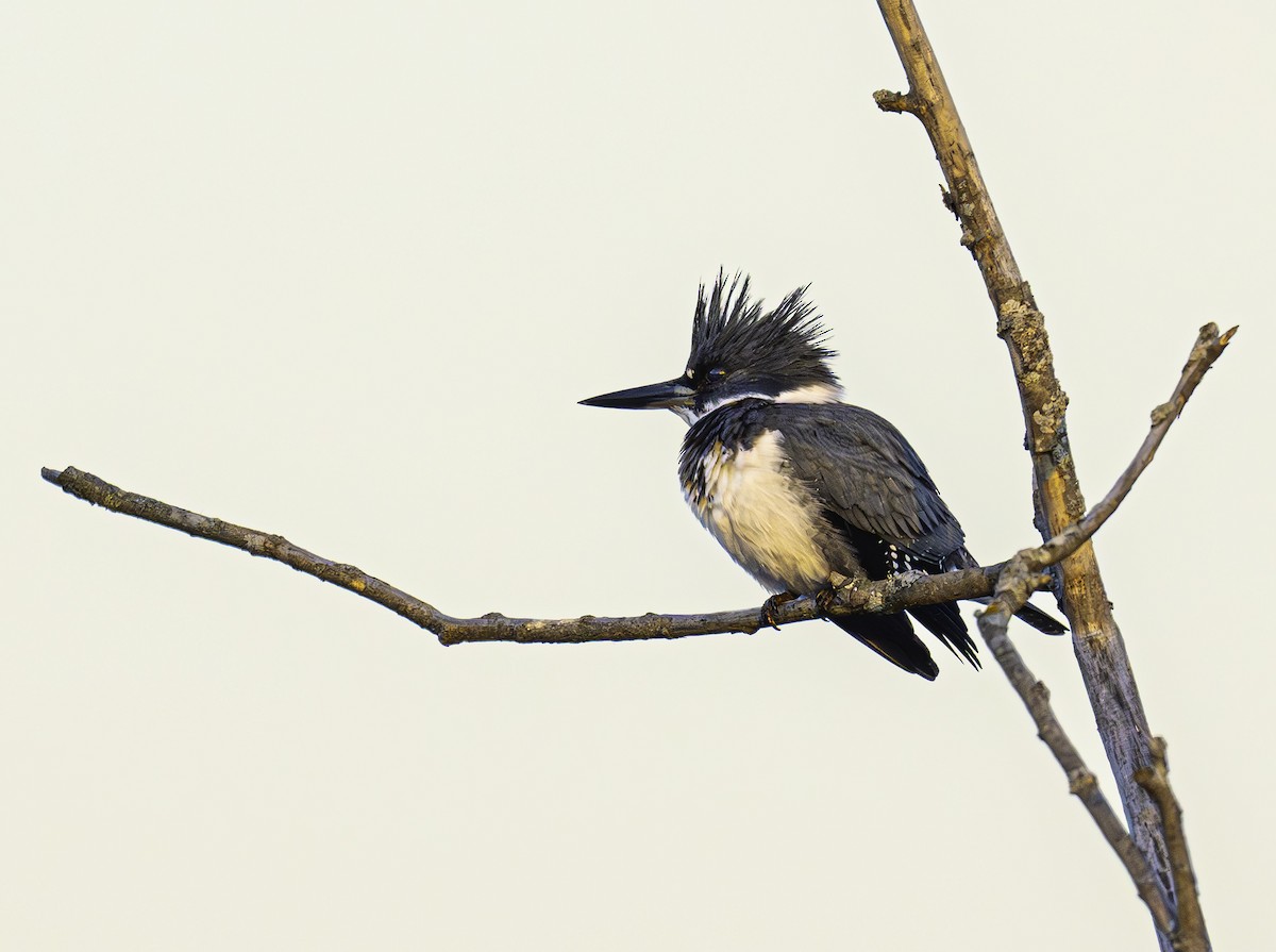 Belted Kingfisher - ML615592334