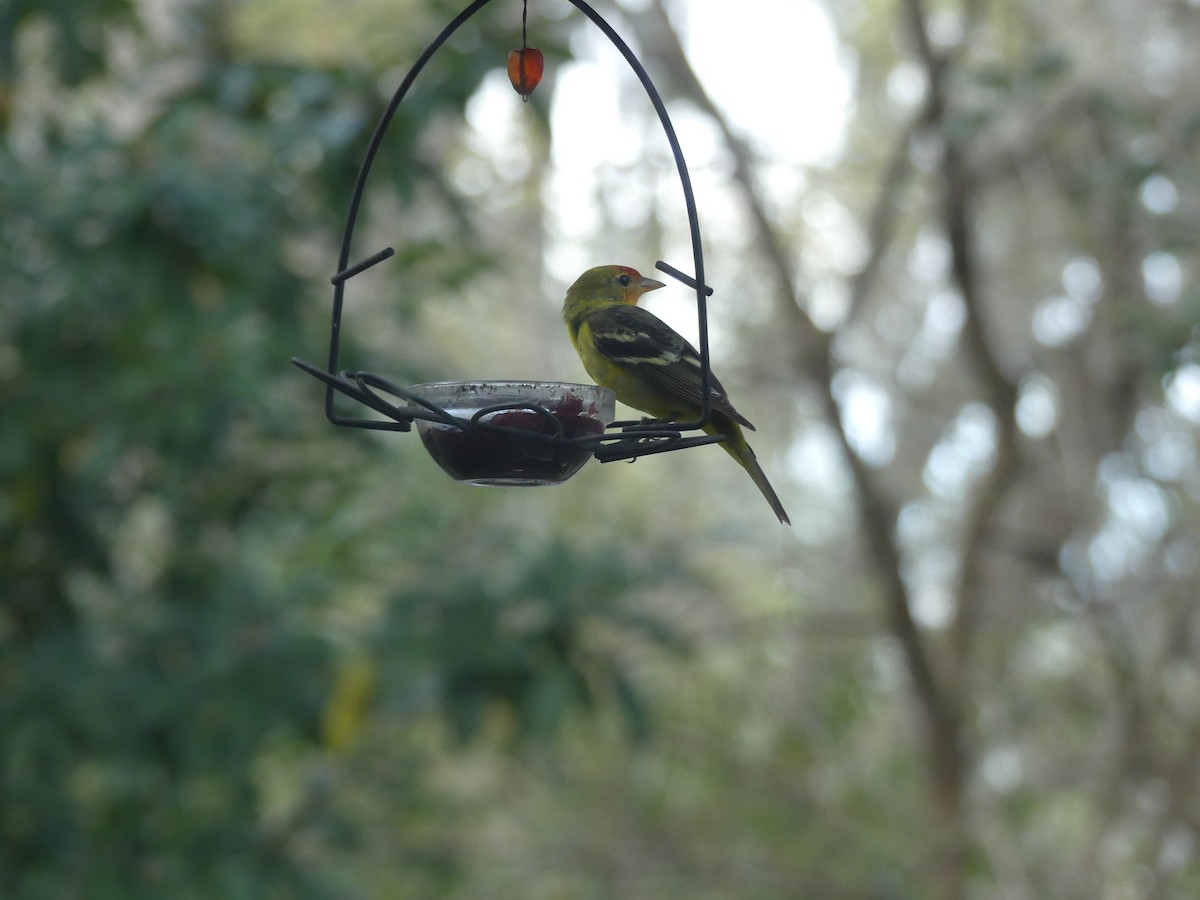 Western Tanager - ML615592335