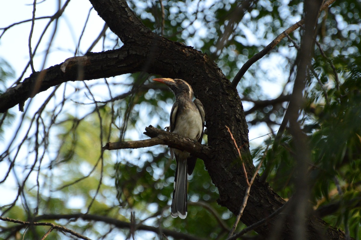 African Gray Hornbill - Anonymous