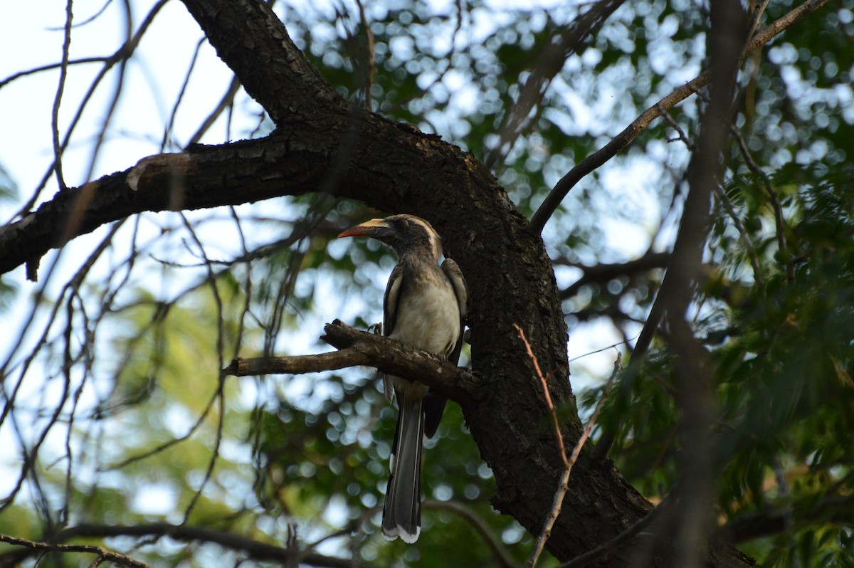 African Gray Hornbill - Anonymous