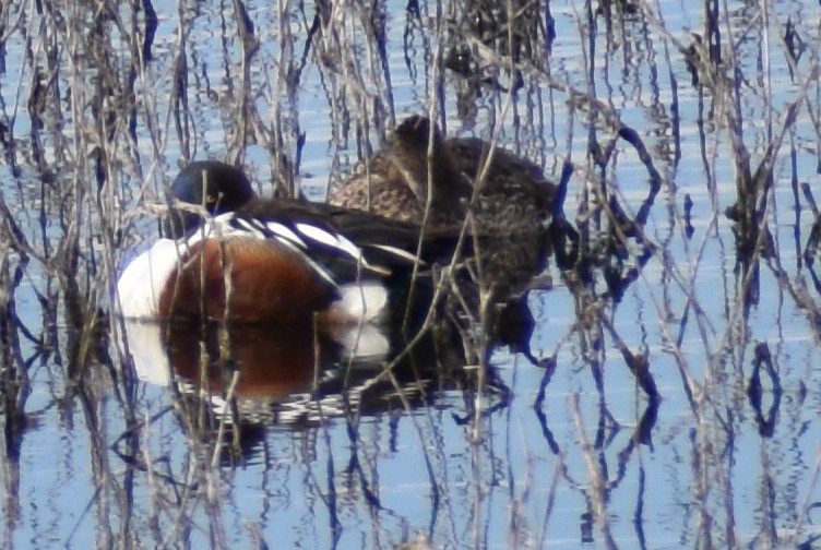 Northern Shoveler - ML615592351