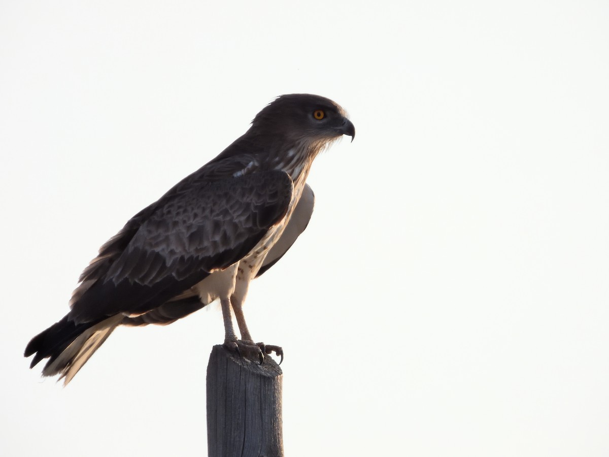 Short-toed Snake-Eagle - Alberto Pitarch Alonso