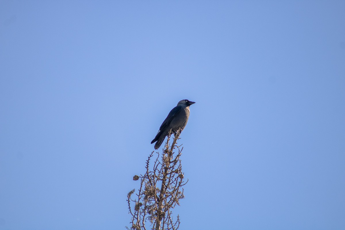 Eurasian Jackdaw - ML615592370