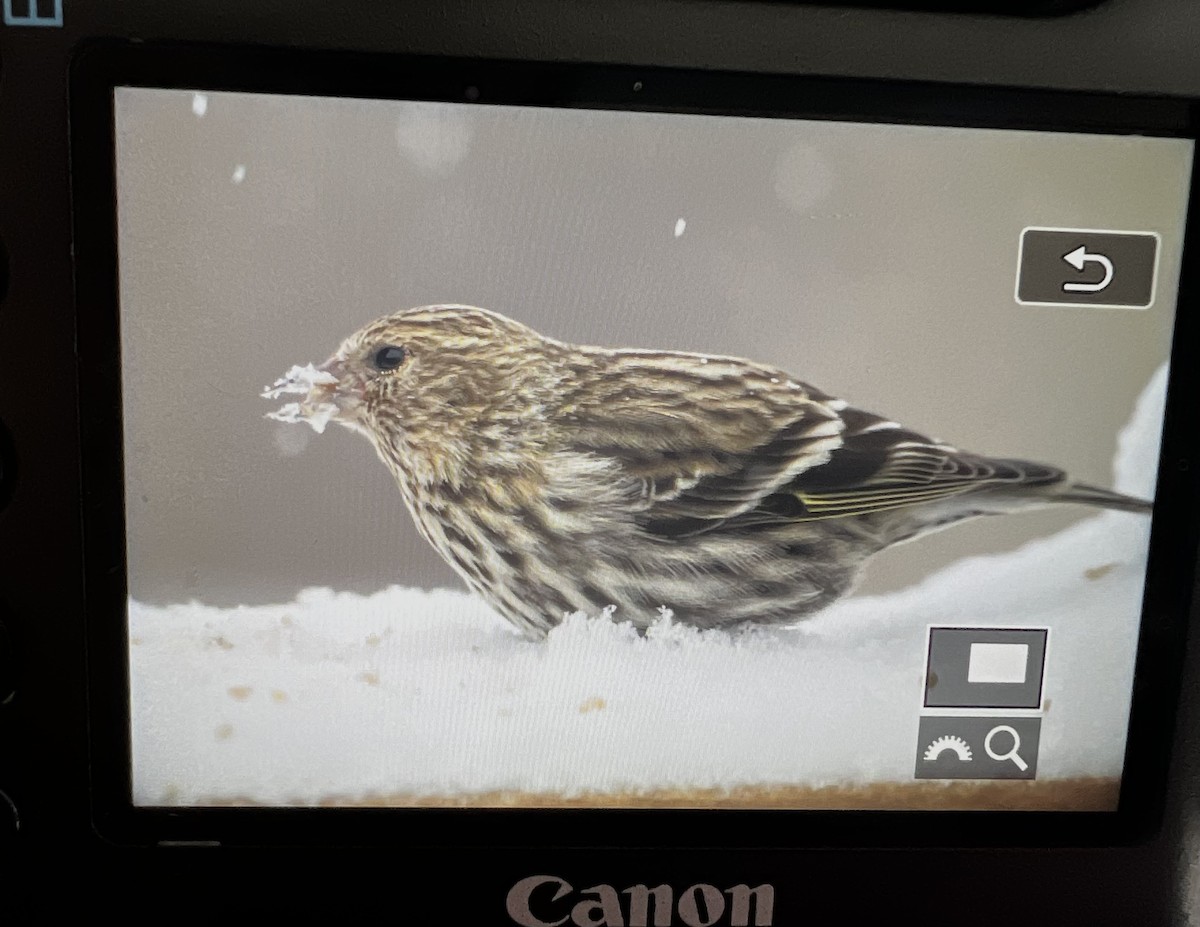 Pine Siskin - Hanna Walczykowski