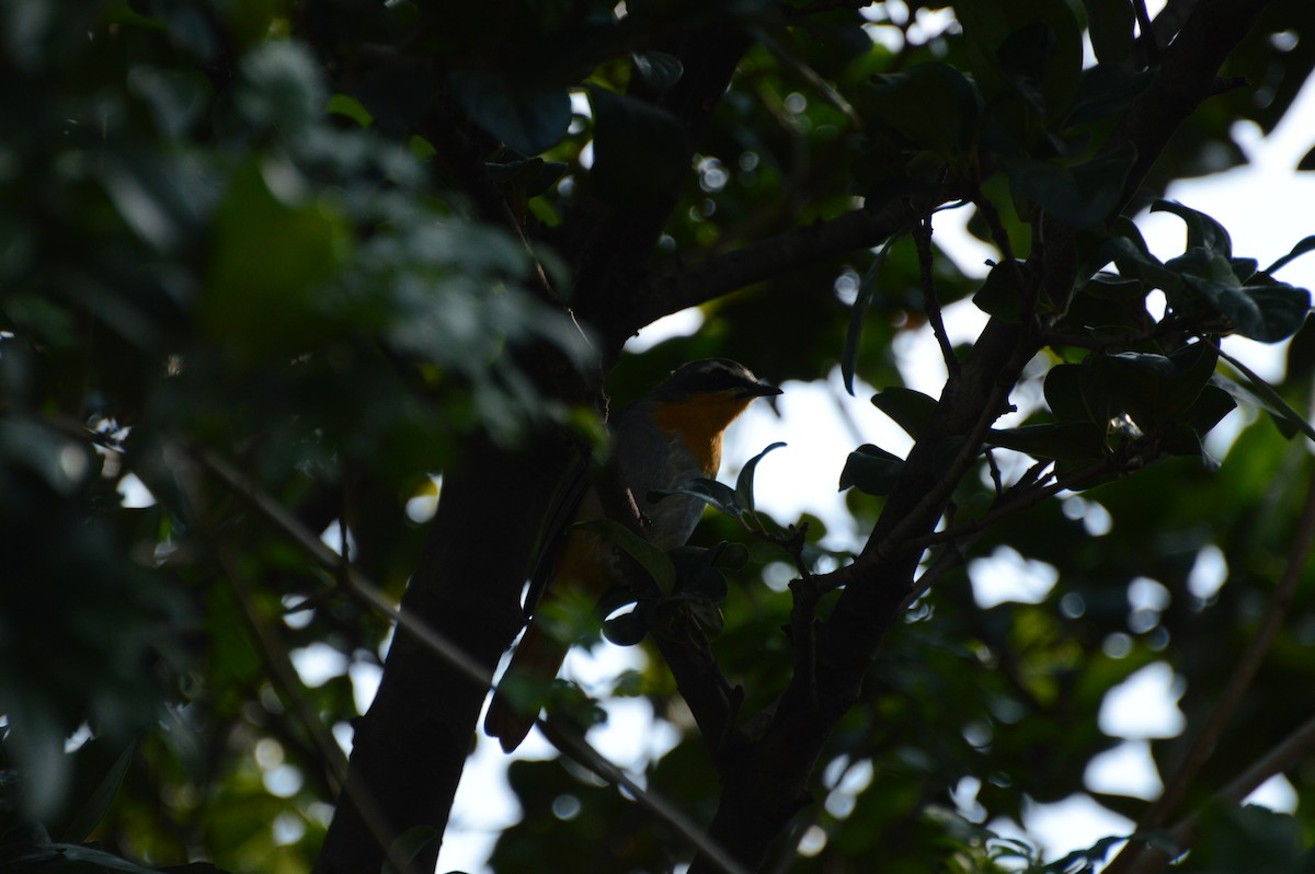 Cape Robin-Chat - ML615592384