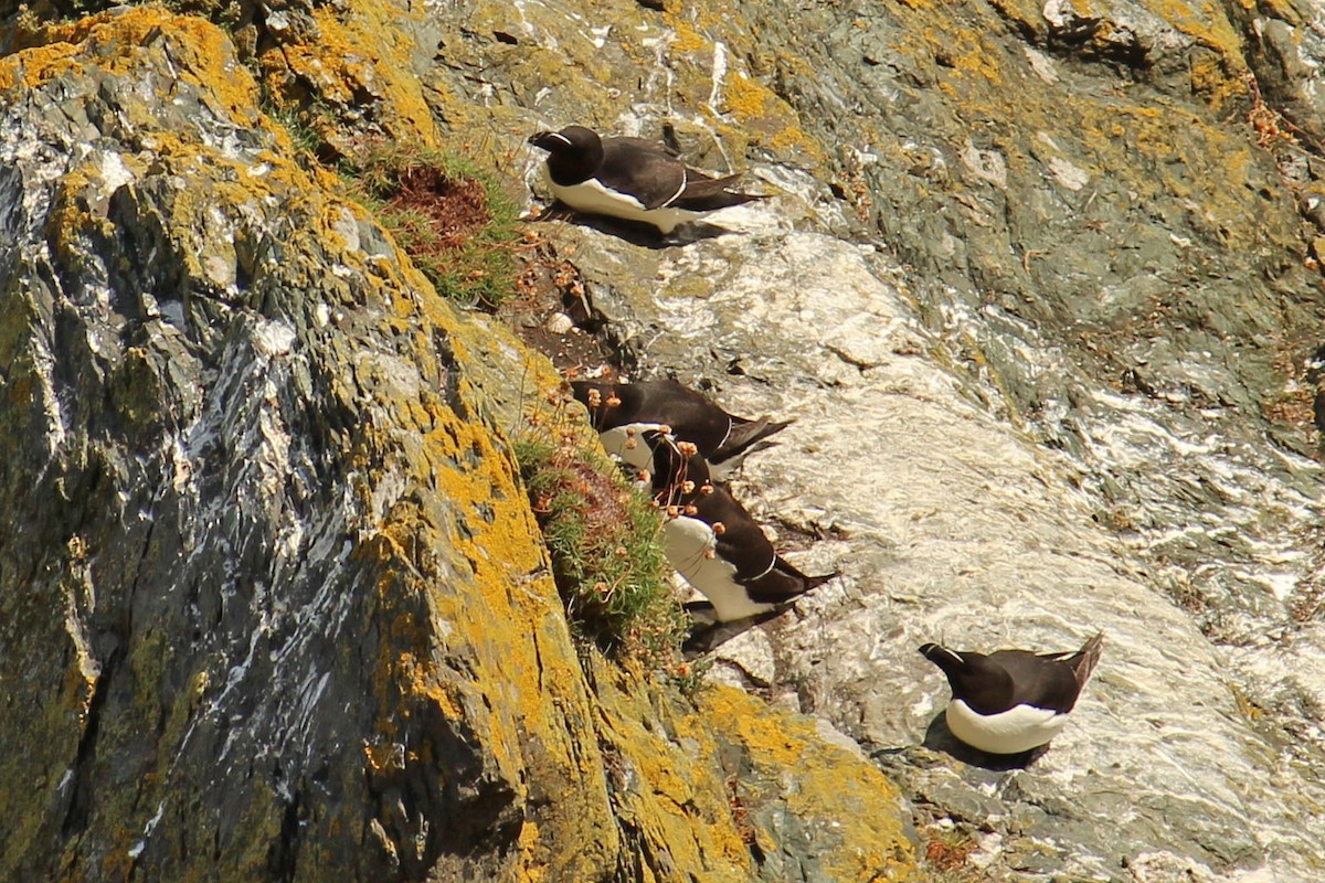 Razorbill - Mira Milovanović