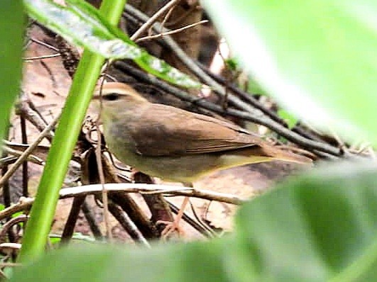 Swainson's Warbler - ML615592428