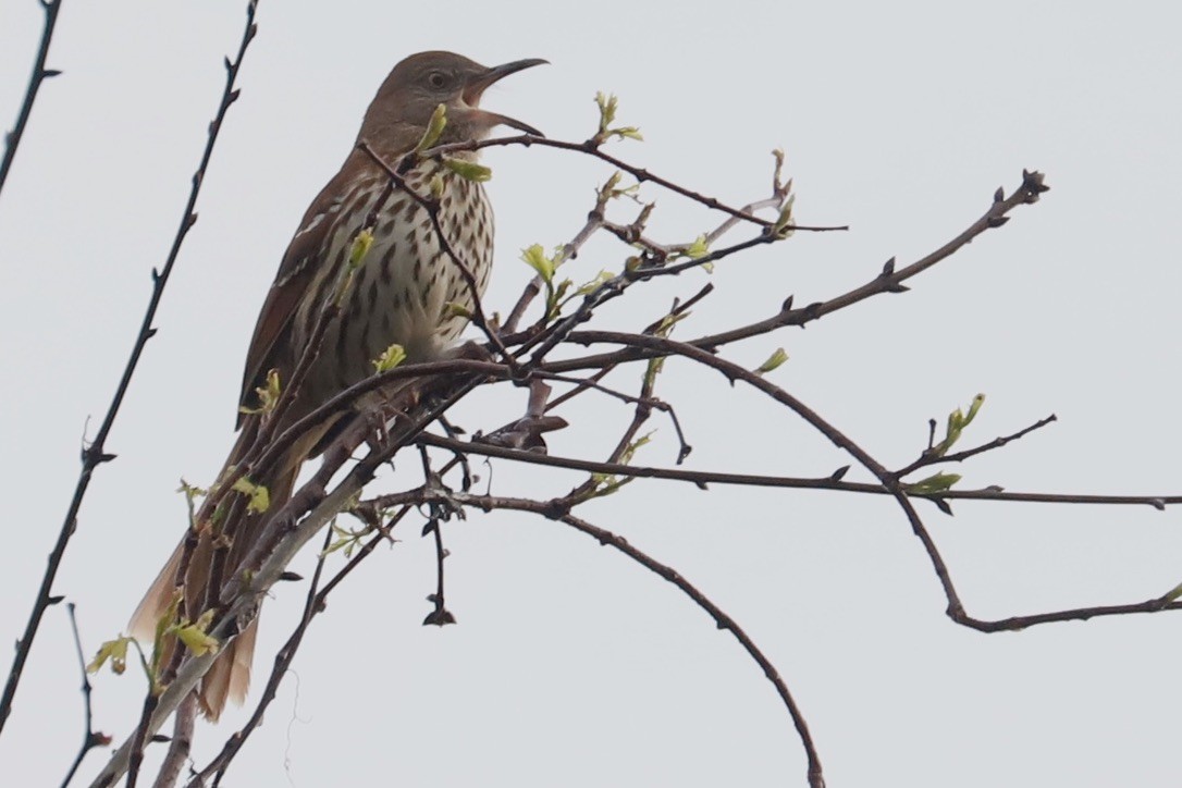 Brown Thrasher - JoAnn Dalley