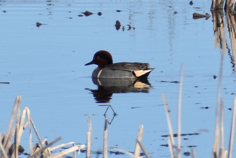 Green-winged Teal - ML615592449