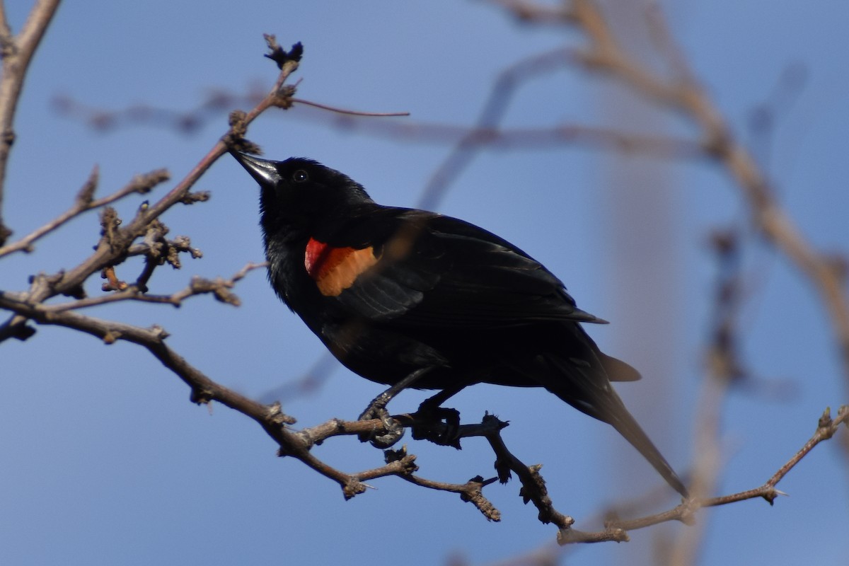 Red-winged Blackbird - ML615592464