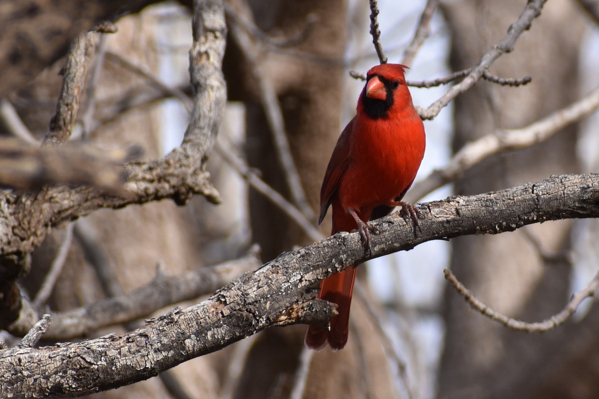 Northern Cardinal - ML615592476