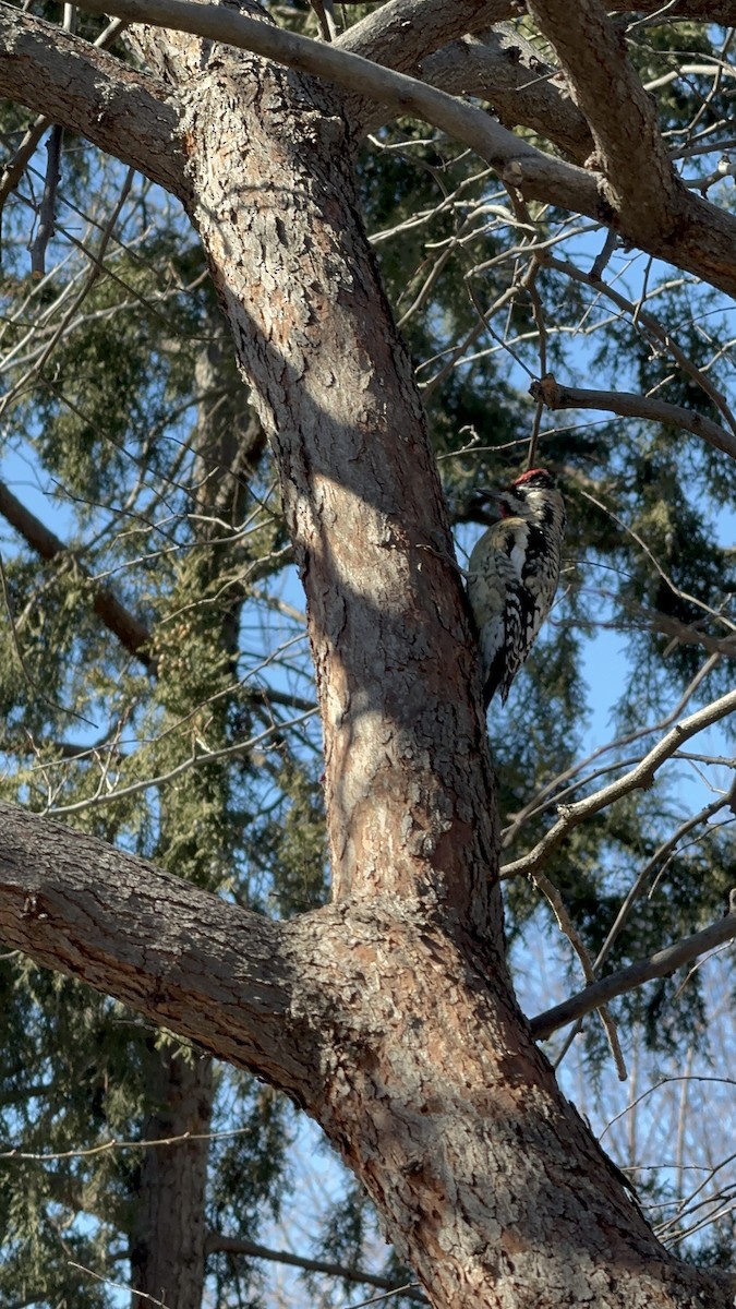 Yellow-bellied Sapsucker - ML615592481