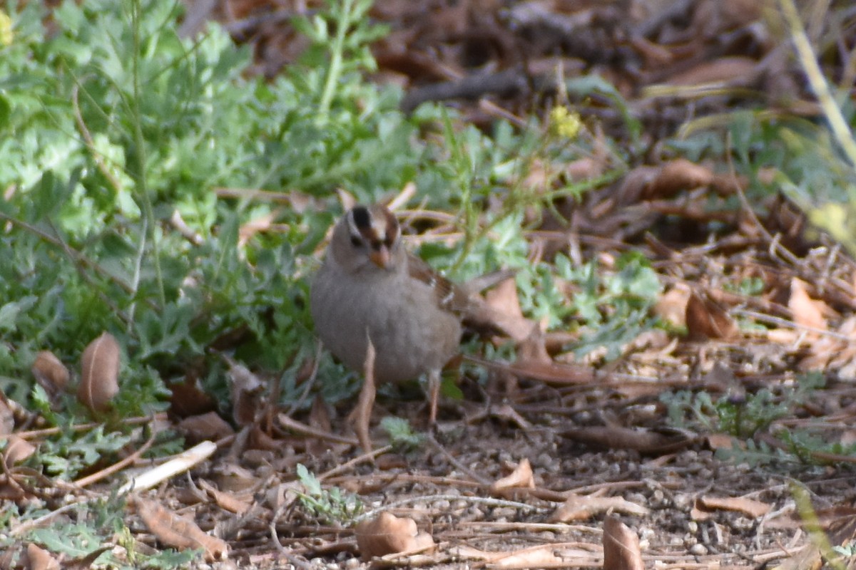 White-crowned Sparrow - ML615592490