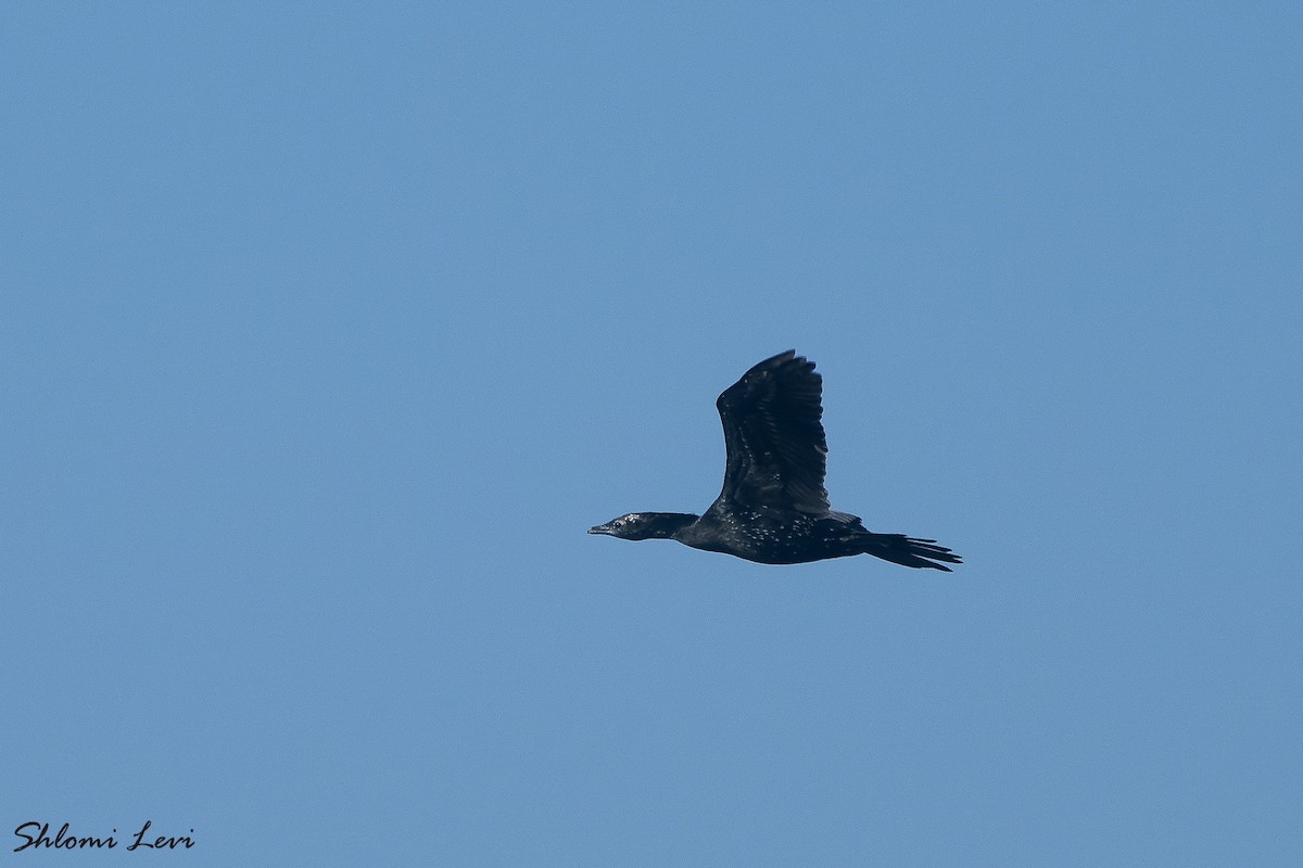 Pygmy Cormorant - Shlomi Levi