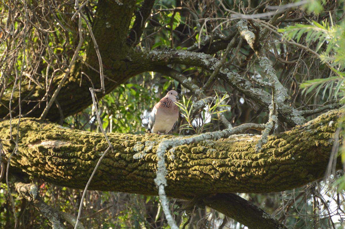 Laughing Dove - Anonymous