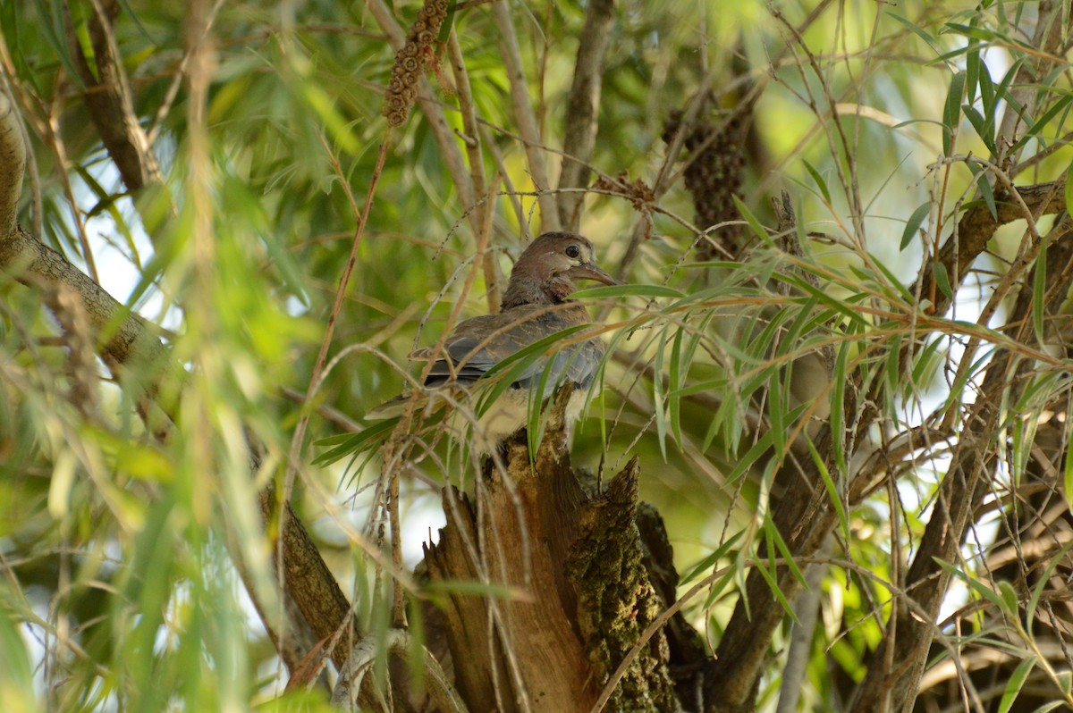 Laughing Dove - Anonymous