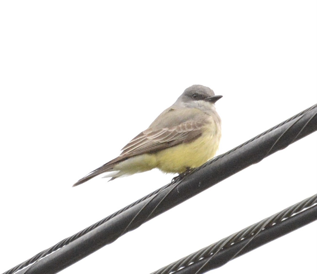 Cassin's Kingbird - ML615592544