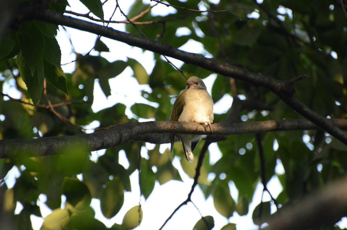 Lesser Honeyguide - Anonymous