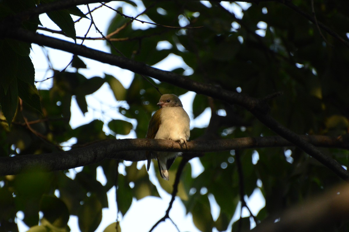 Lesser Honeyguide - Anonymous