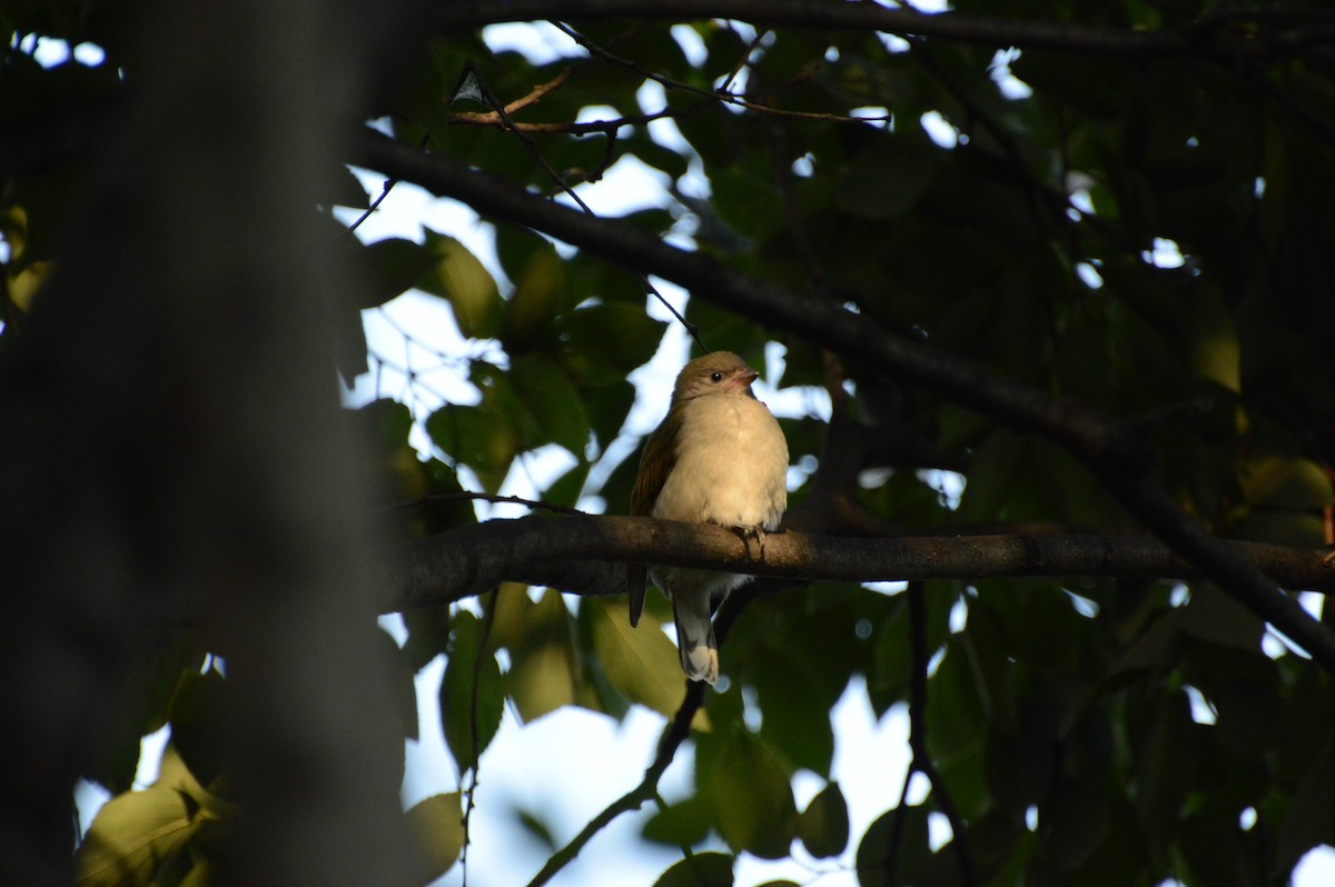 Lesser Honeyguide - Anonymous