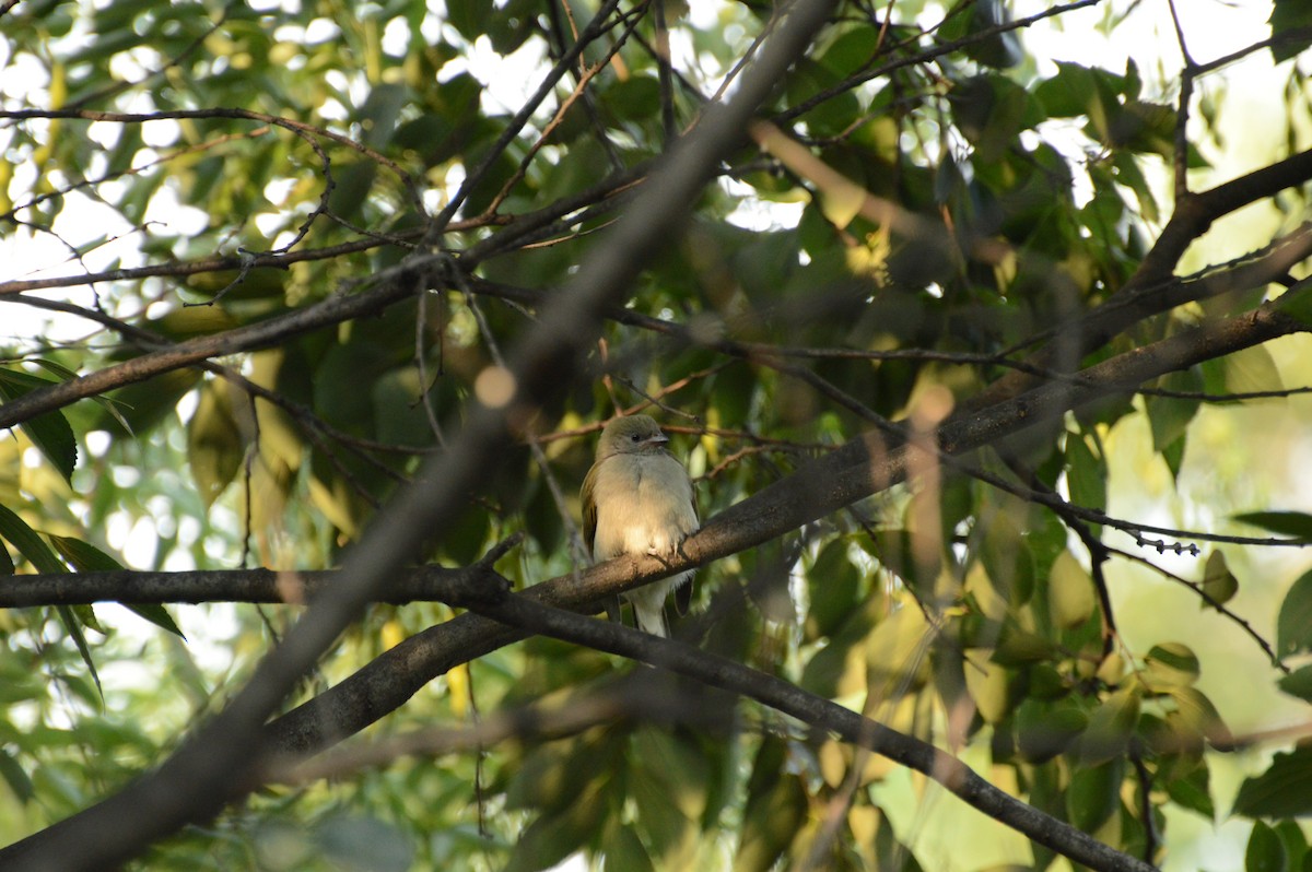 Lesser Honeyguide - Anonymous