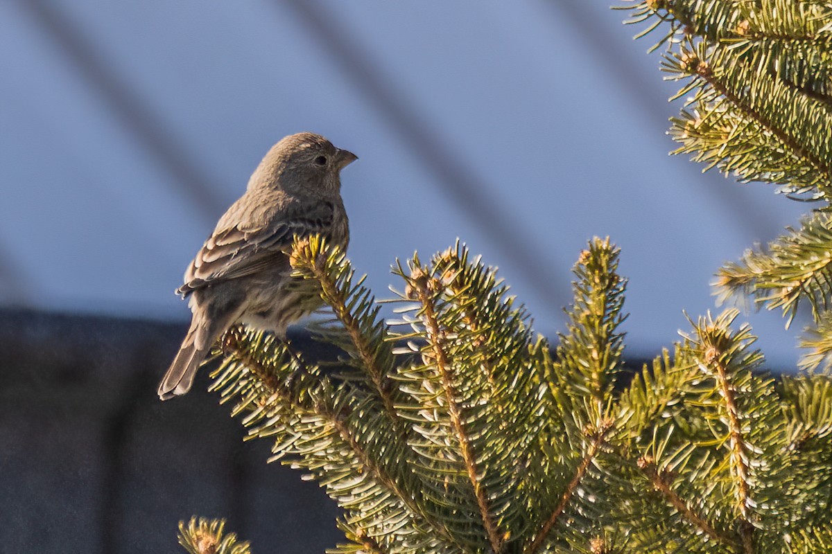 House Finch - ML615592585