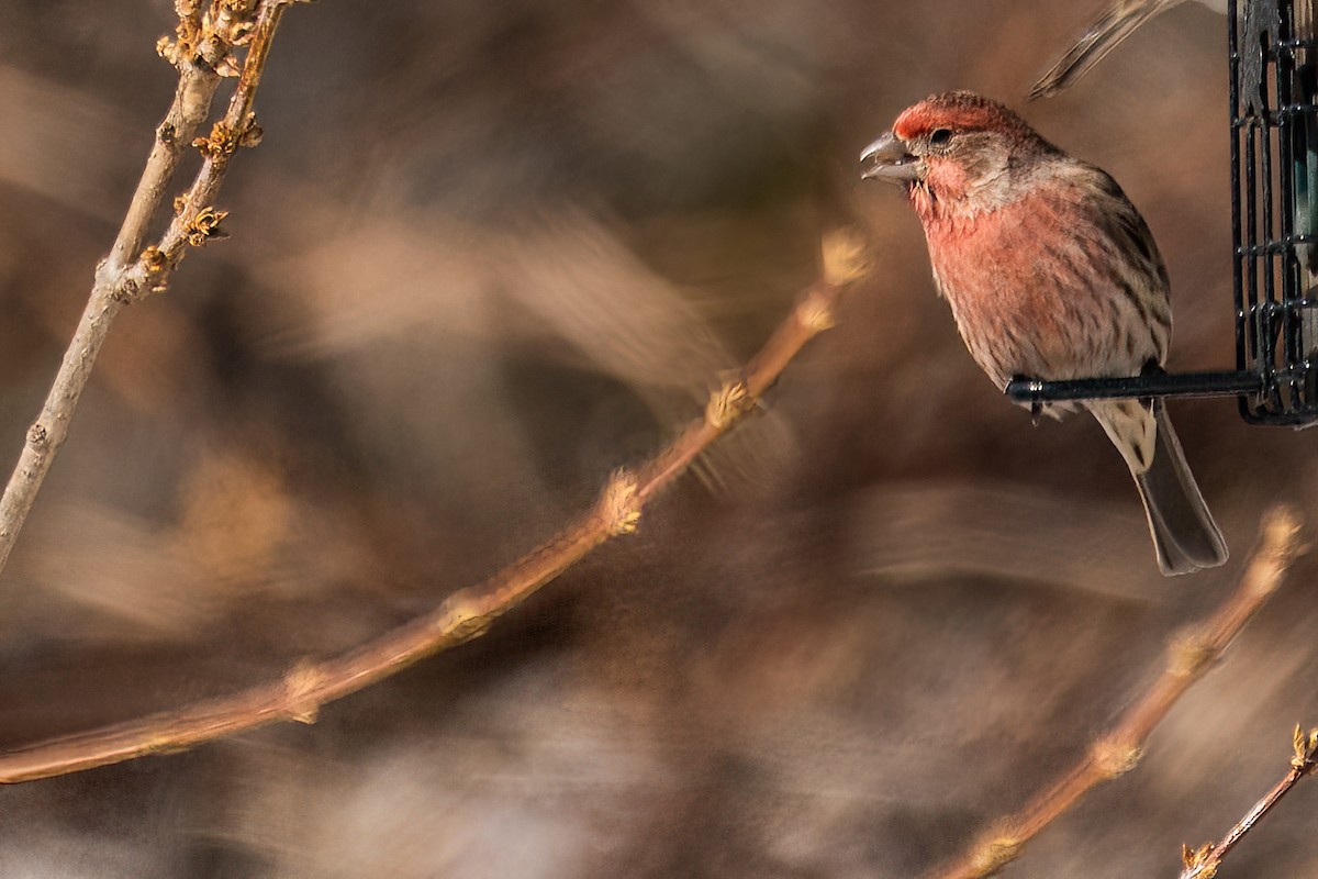 House Finch - ML615592587