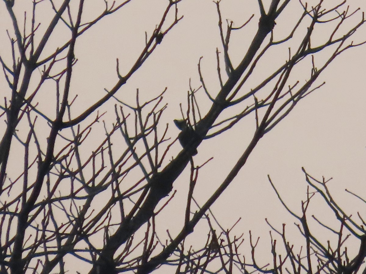 Heart-spotted Woodpecker - ML615592610