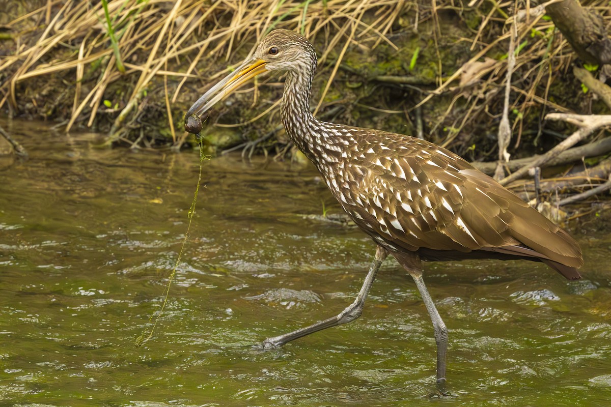 Limpkin - Don Hall