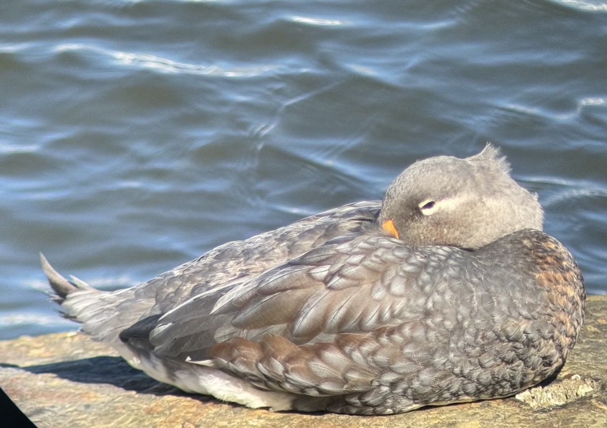 Flying Steamer-Duck - ML615592615