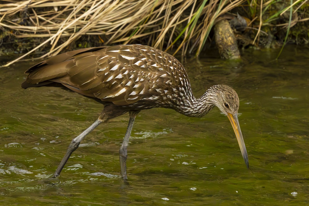 Limpkin - ML615592633