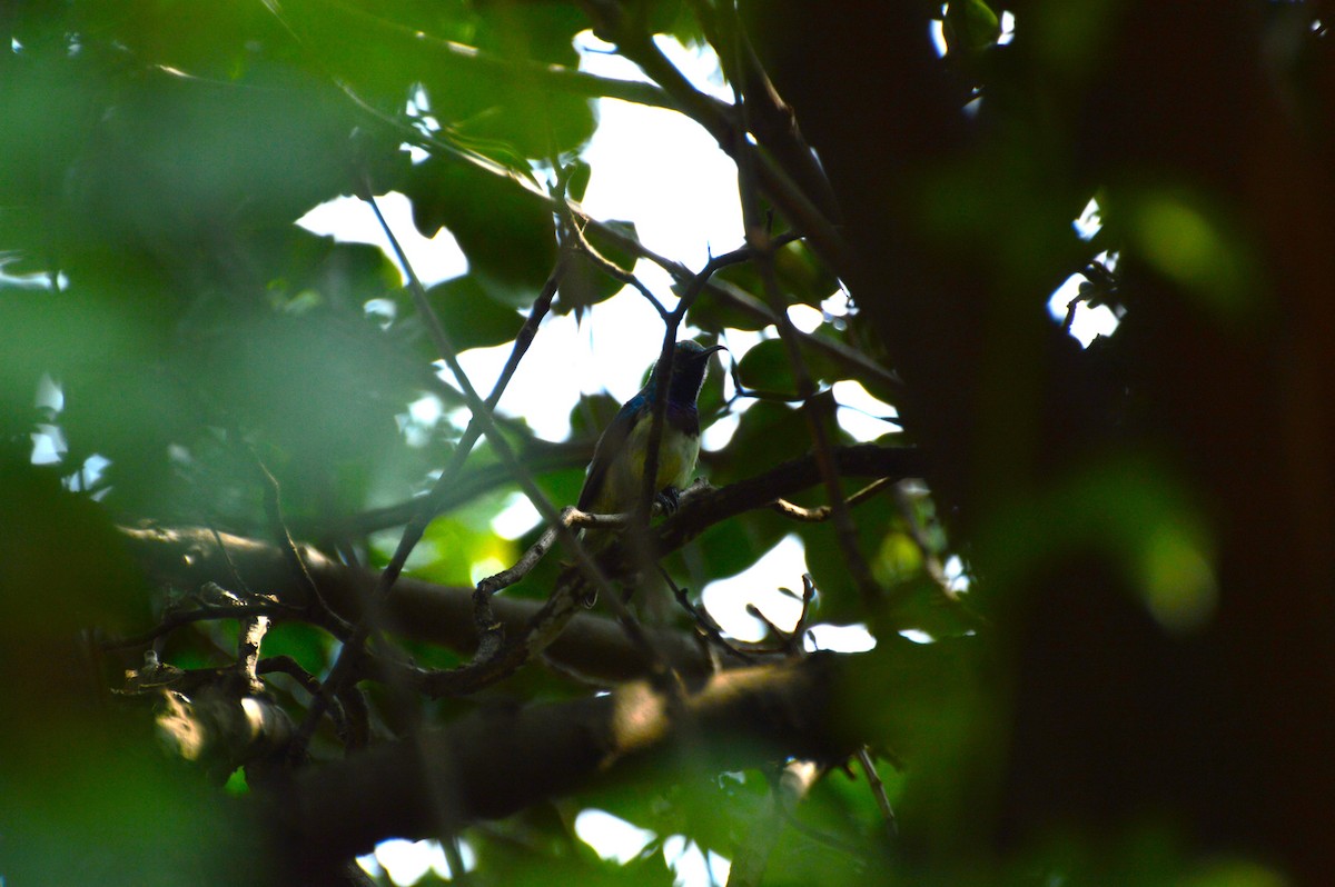 White-breasted Sunbird - Anonymous