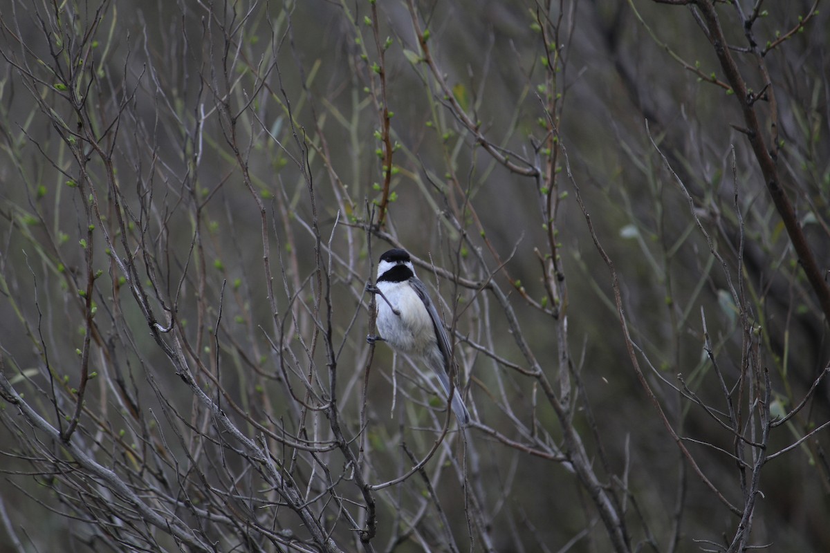 Carolina Chickadee - Matt Robertson