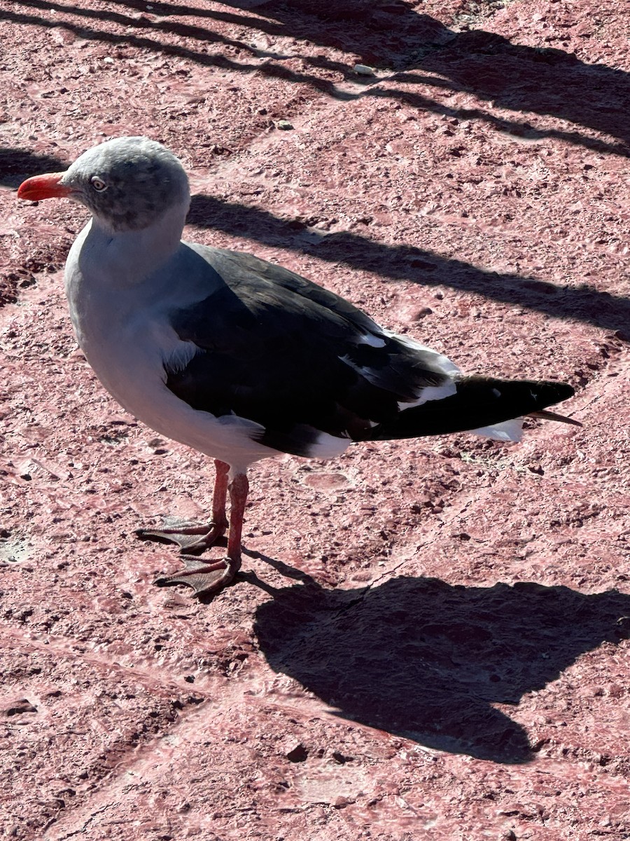 Dolphin Gull - ML615592677