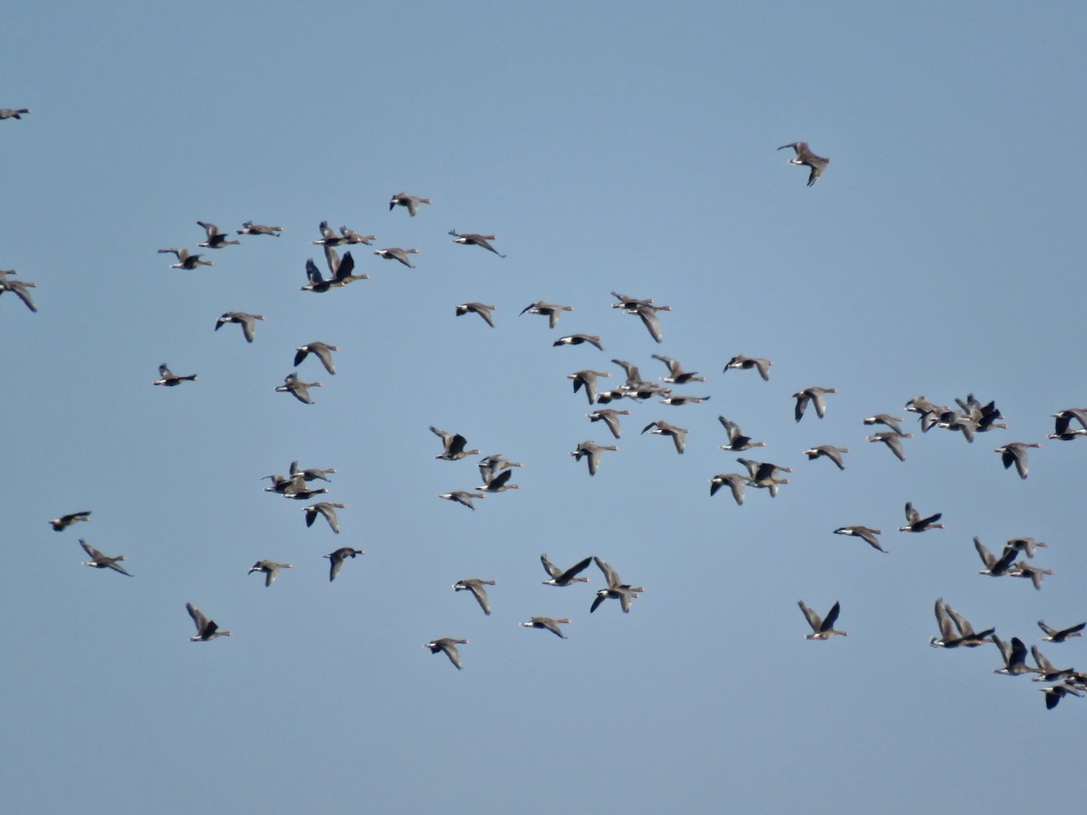 Greater White-fronted Goose - ML615592681