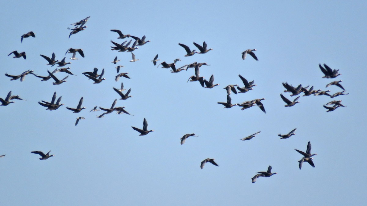 Greater White-fronted Goose - ML615592682