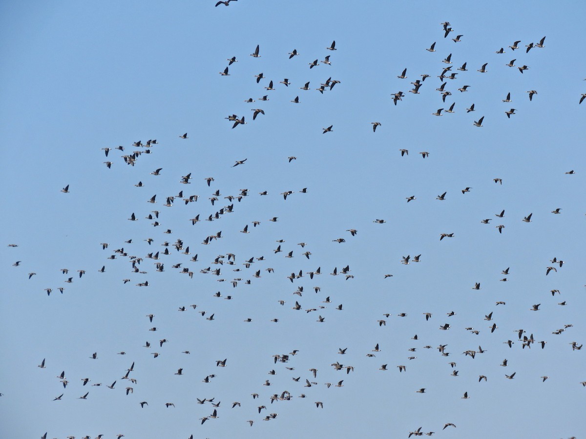 Greater White-fronted Goose - ML615592683
