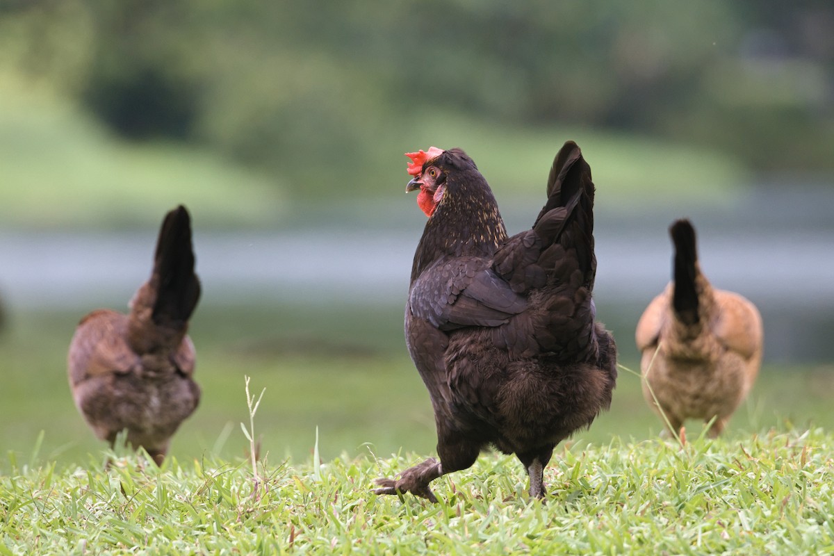 Red Junglefowl (Domestic type) - ML615592685