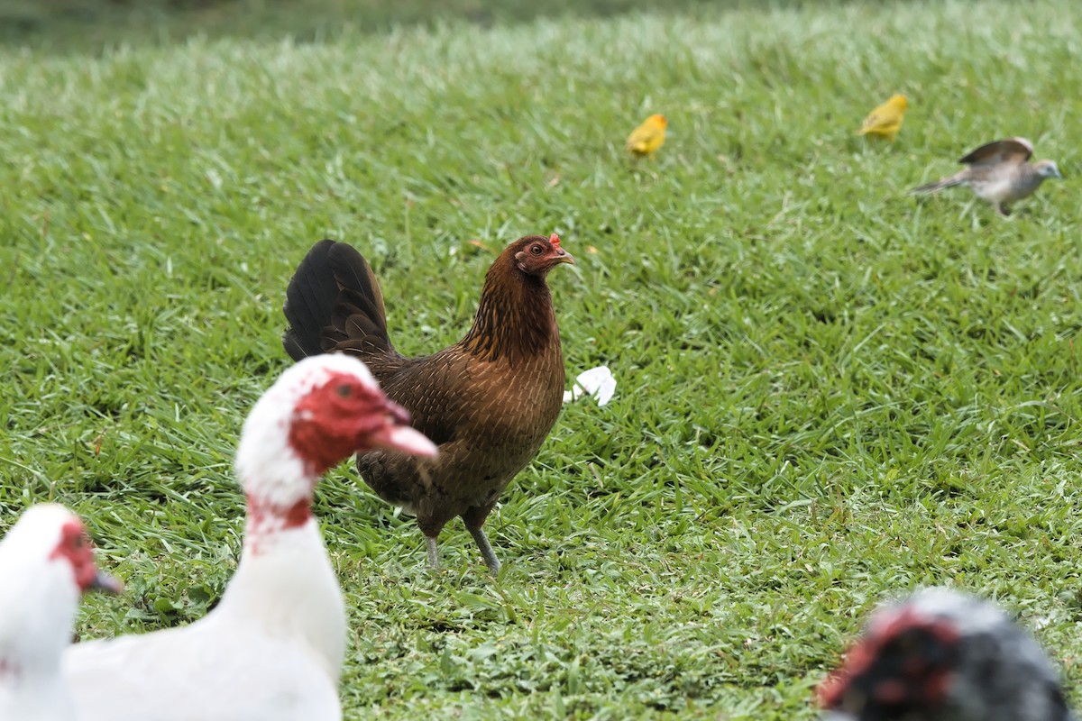 Red Junglefowl (Domestic type) - ML615592686