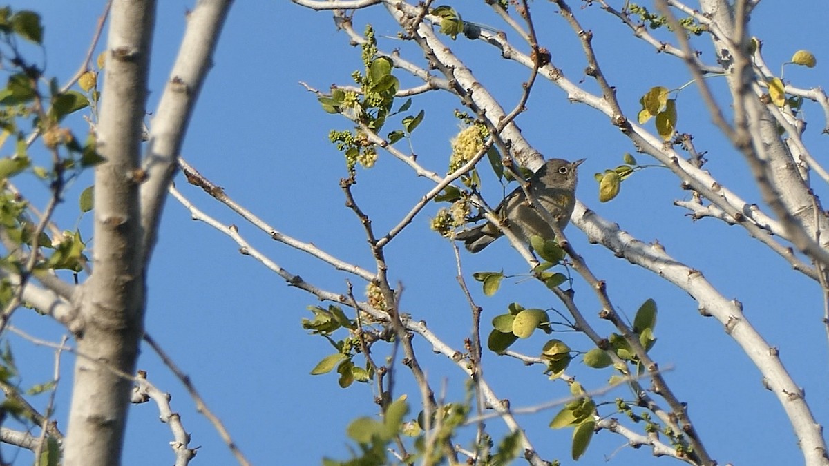 Virginia's Warbler - ML615592690