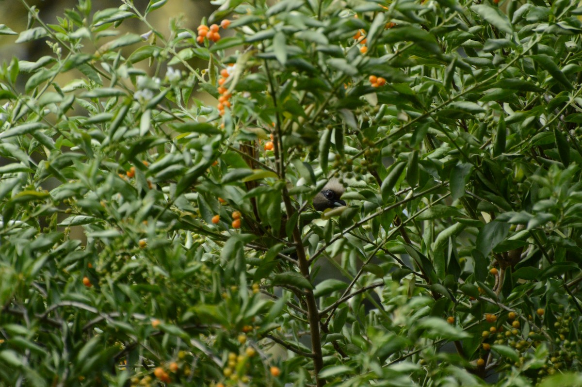 Speckled Mousebird - Anonymous