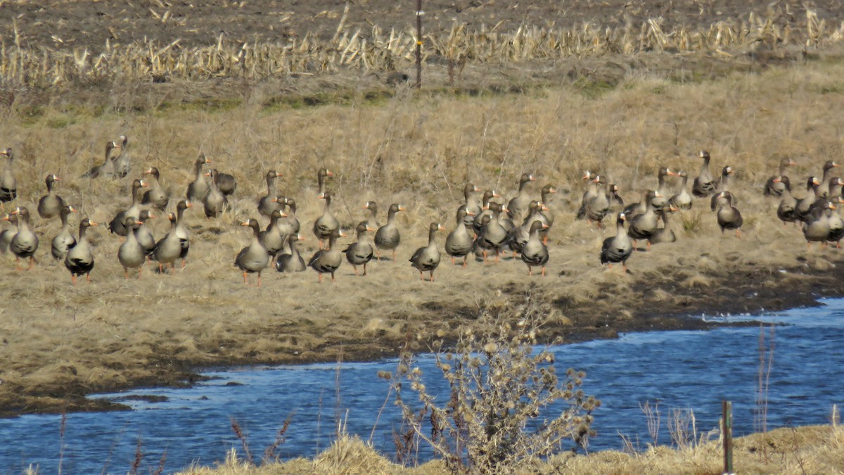 Greater White-fronted Goose - ML615592719