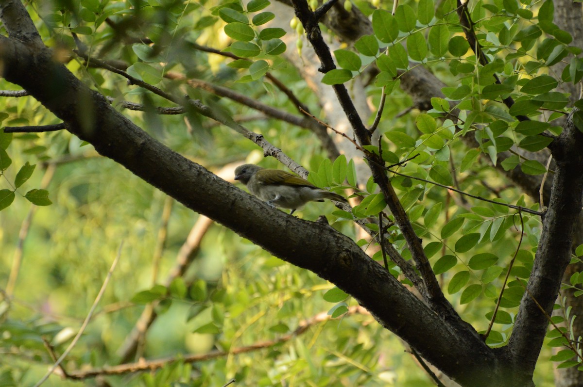 Lesser Honeyguide - Anonymous