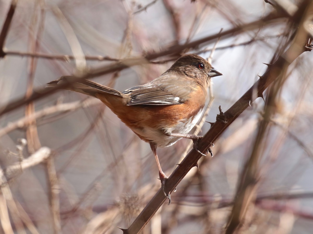 Eastern Towhee - ML615592764