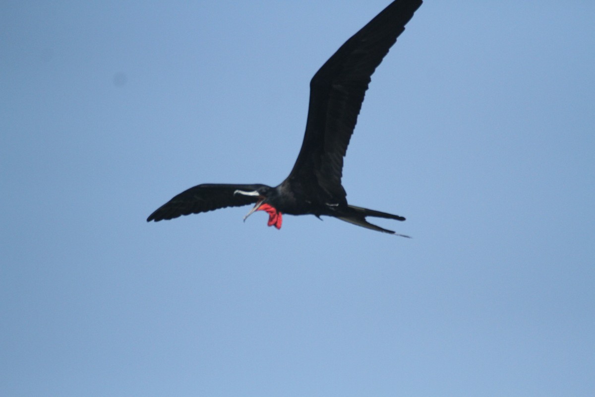 Magnificent Frigatebird - ML615592771