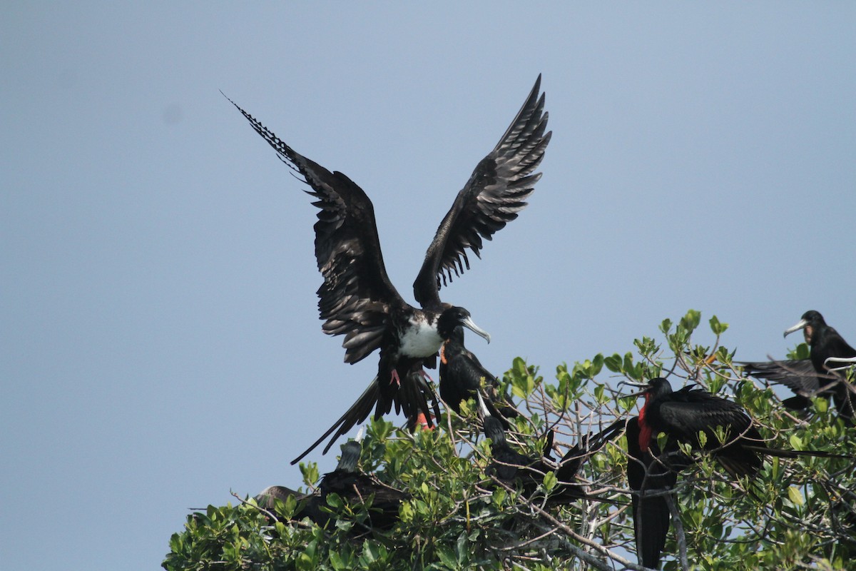 Magnificent Frigatebird - ML615592774