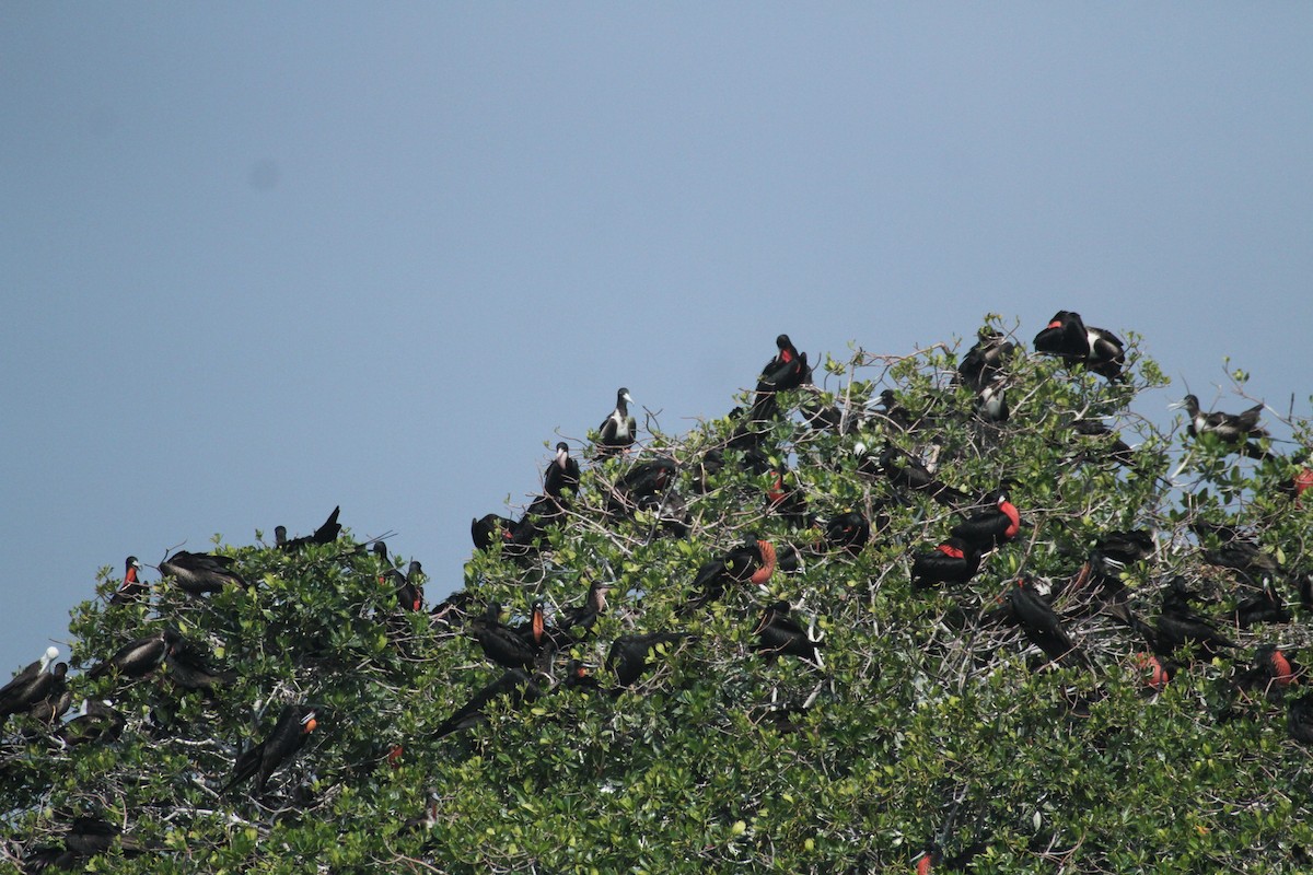 Magnificent Frigatebird - ML615592779