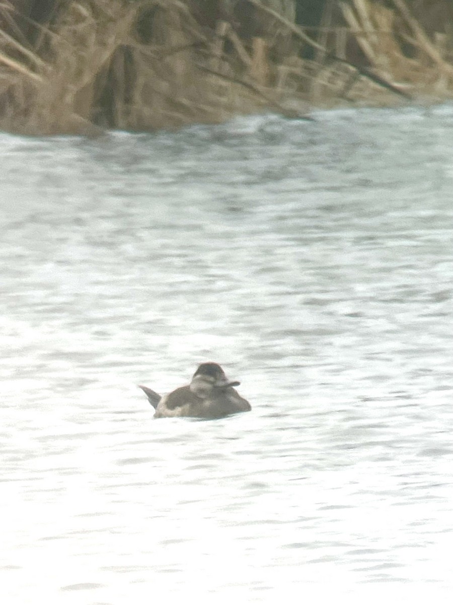 Ruddy Duck - Magill Weber